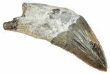 Fossil Squalodon Whale Tooth - South Carolina #338421-1
